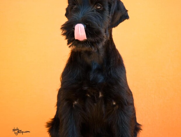 Giant Schnauzer Giant Black Schnauzer puppies