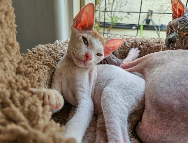 Sphynx Latte - Don Sphynx Kitten