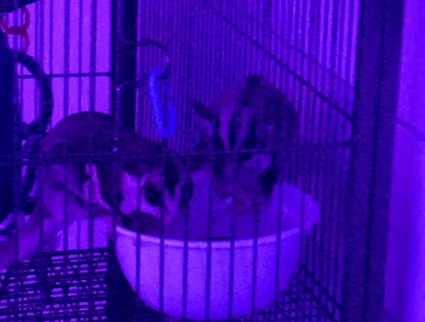 Sugar glider sugar gliders