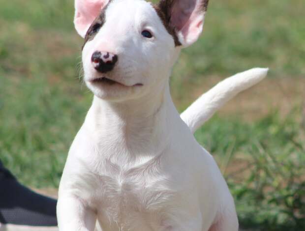 Bull Terrier (Miniature) Mini Bull Terrier Puppies