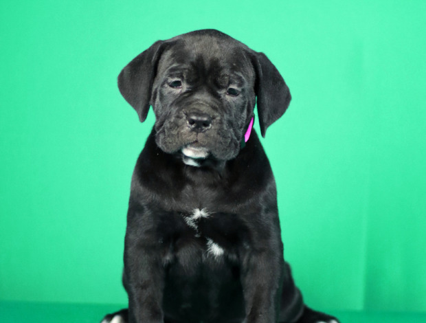 Cane Corso Cane Corso puppies for sale