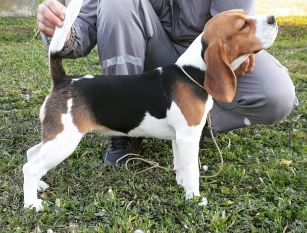 Beagle Beagle female for sale