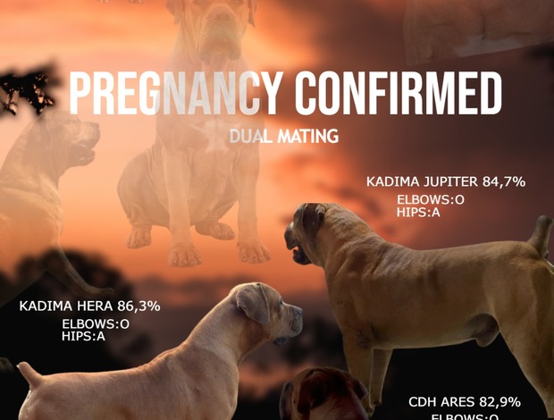 Boerboel South African Mastiff Boerboel puppies reservations