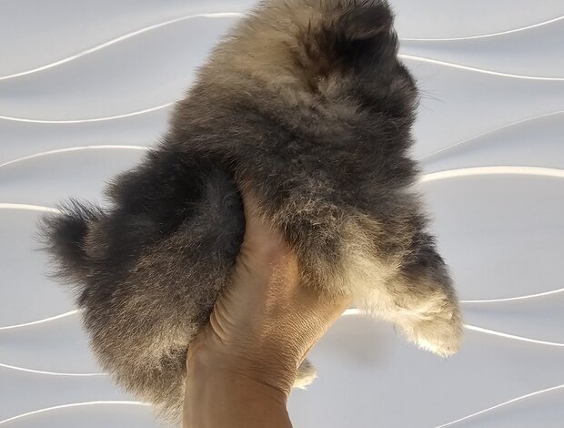 Pomeranian Pomeranian Spitz male puppy