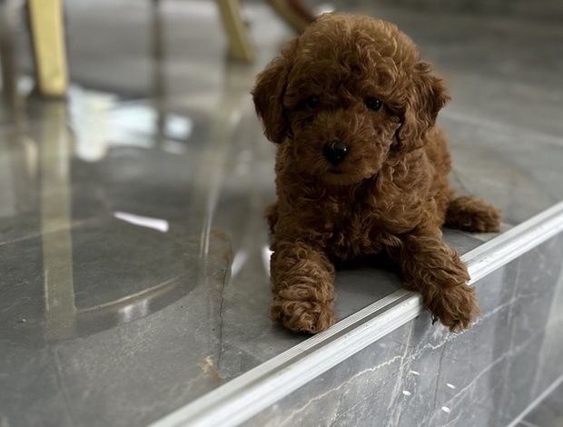 Poodle Toy and mini poodle   puppies