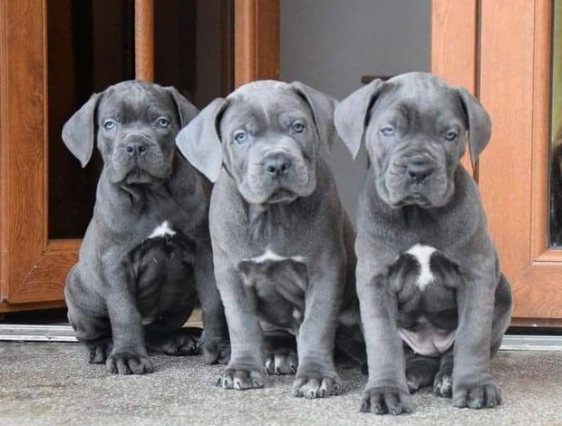 Cane Corso Registered Energetic Cane Corso Puppies$1000