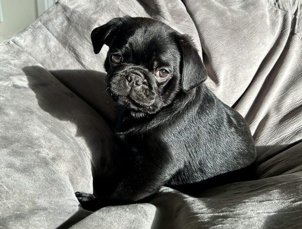 Pug Purebred Pug Puppies.