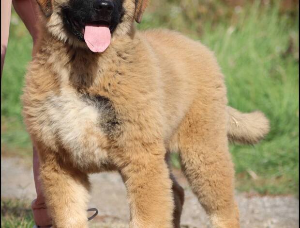 Caucasian Shepherd Dog Caucasian Shepherd male puppy