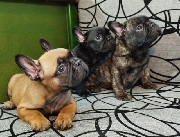 French Bulldog French bulldog
