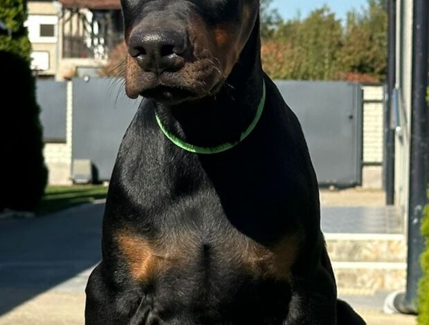 Doberman Pinscher Doberman  puppies for sale