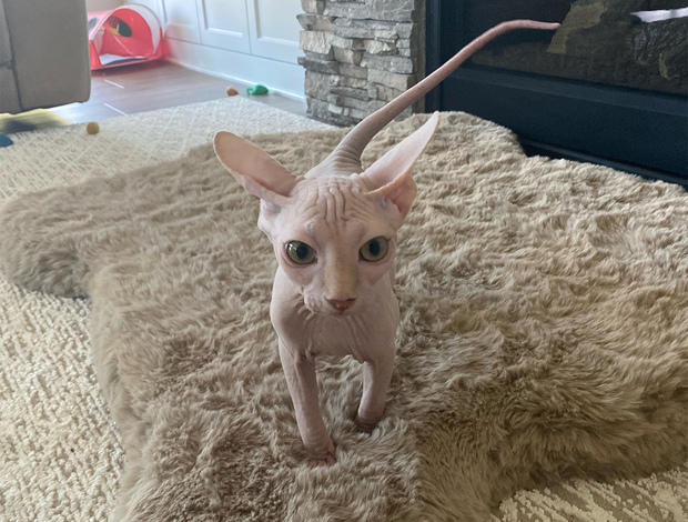 Sphynx Adorable Male Sphynx Kitten