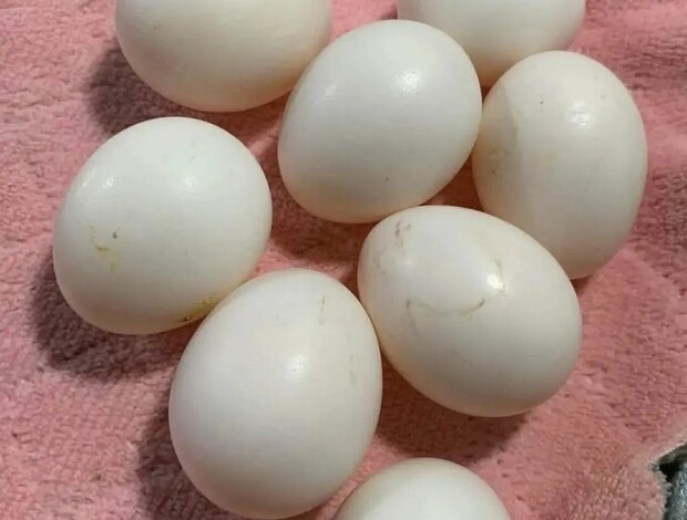 African Grey Parrot Fertile Parrot Eggs For Sale