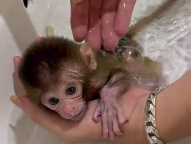 Monkey Pigtail macaque monkey for sale