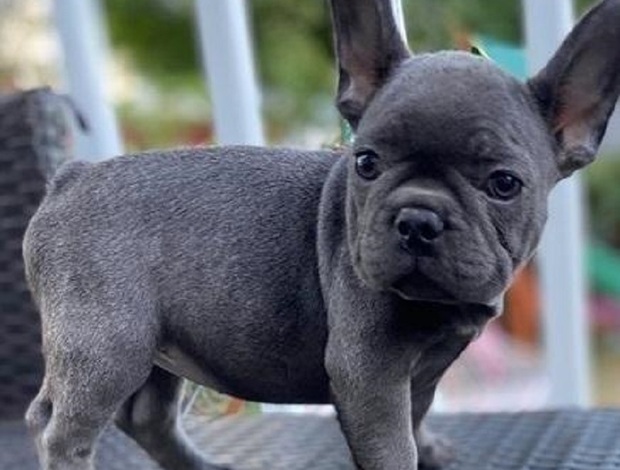 French Bulldog French Bulldog puppies