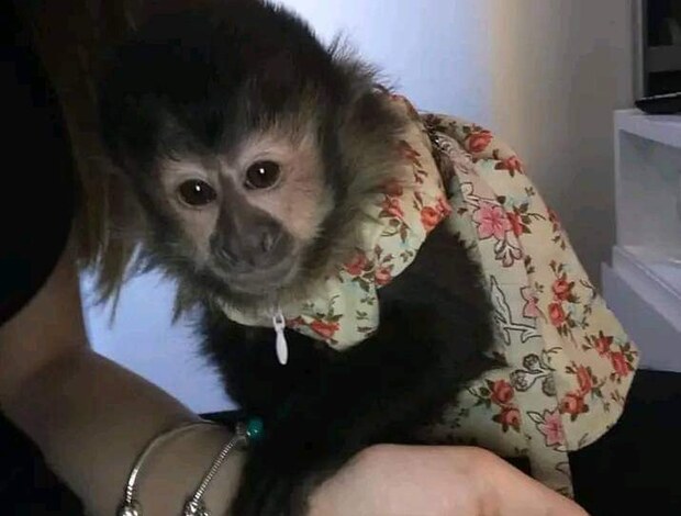 Capuchin Baby Capuchin Monkeys For Sale