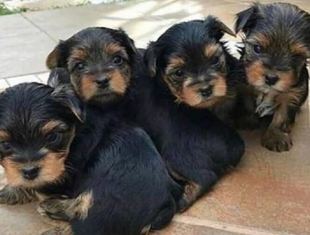 Yorkshire Terrier High quality teacup yorkie puppies available for sale