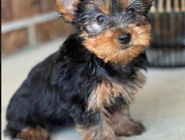 Yorkshire Terrier Tea cup yorkshire terrier puppies
