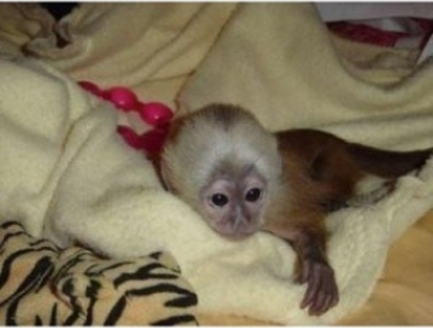 Capuchin Capuchin Monkeys For Sale 470-673-7509