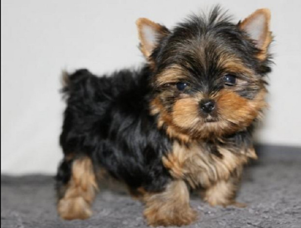 Yorkshire Terrier Akc Yorkie Puppies For Forever Homes 3 Males, 2 Females Puppies Left.
