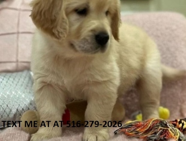 Golden Retriever Male And Female Golden Retriever Puppies Available  470-673-7509