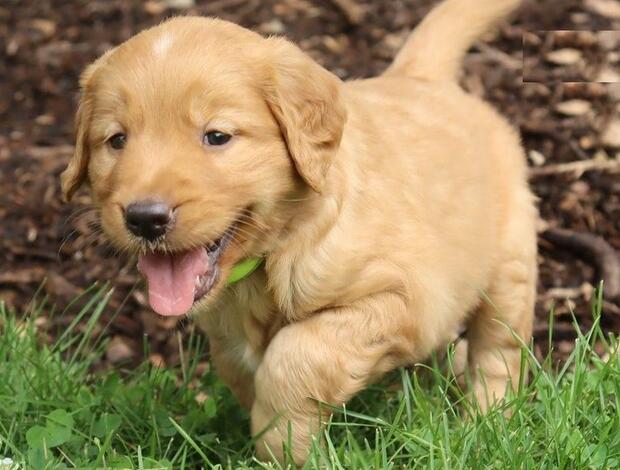 Golden Retriever Beautiful Golden Cocker Retriever Puppies Available Now