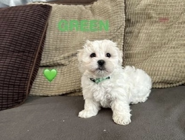 Maltese Litter Of Premium Maltese Male And Female Puppies ready