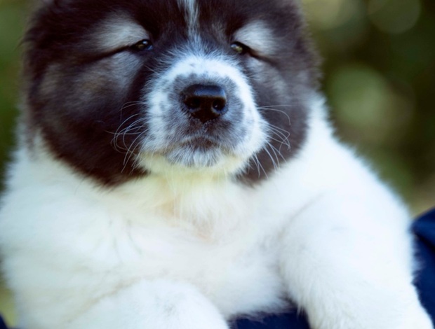 Caucasian Shepherd Dog Caucasian Shepherd puppies