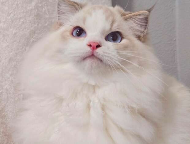 Ragdoll very beautiful ragdoll