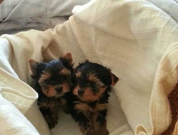 Yorkshire Terrier Adorable Home Raised Yorkie Puppies ready  470-673-7509