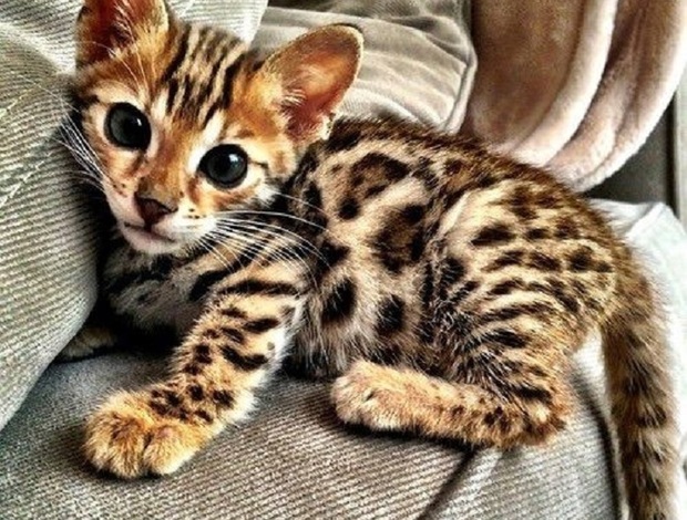 Bengal We Offer Quality Bengal Kittens