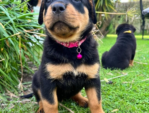 Rottweiler Available A Male And 2 Females. Rottweiler