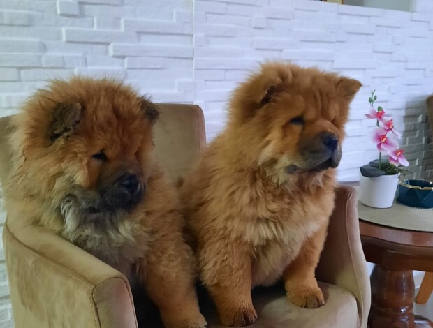 Chow Chow Chow Chow puppies