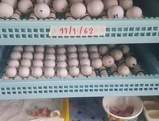 Cockatoo Fertile Parrot Eggs For Sale