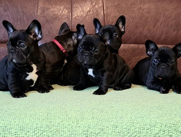 French Bulldog French Bulldog puppies