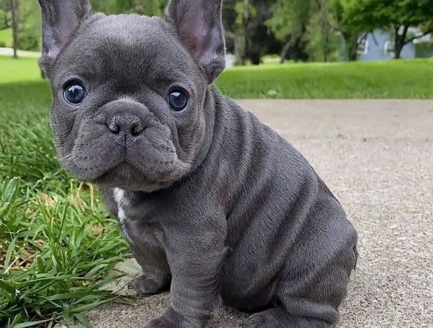 French Bulldog Lovely French Bulldog Puppies For Adoption .. Text 470-673-7509