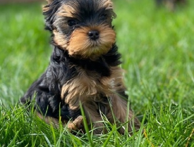 Yorkshire Terrier Cute 11 Weeks Old Yorkie Puppies  470-673-7509