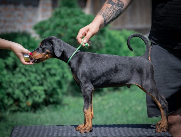 Doberman Pinscher Doberman puppies
