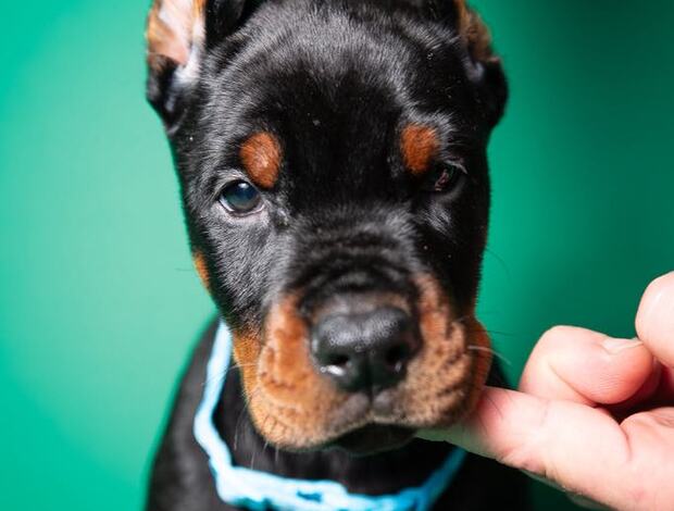 Doberman Pinscher Doberman puppies for sale