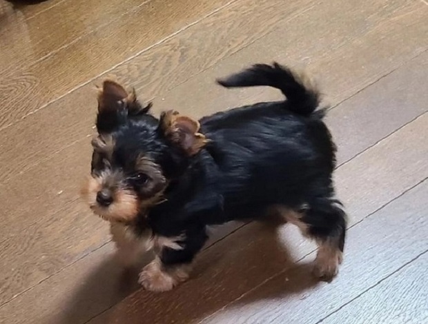 Yorkshire Terrier A Charming And Petite Yorkshire puppies 516-279-2026