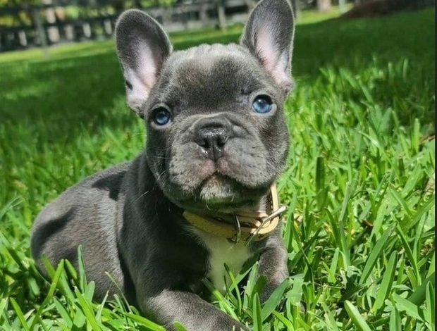 French Bulldog French Bulldog puppies ready 516-279-2026