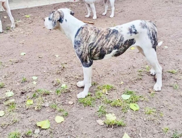 American Bulldog American Bulldog females for sale