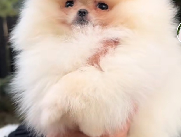 Pomeranian Pomeranian Spitz
