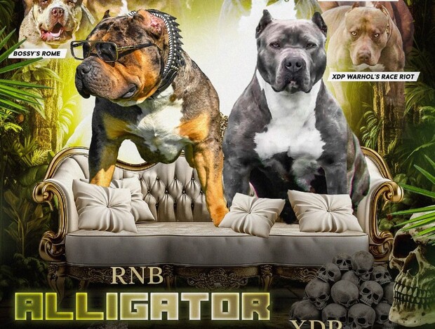 Other American Bully puppies