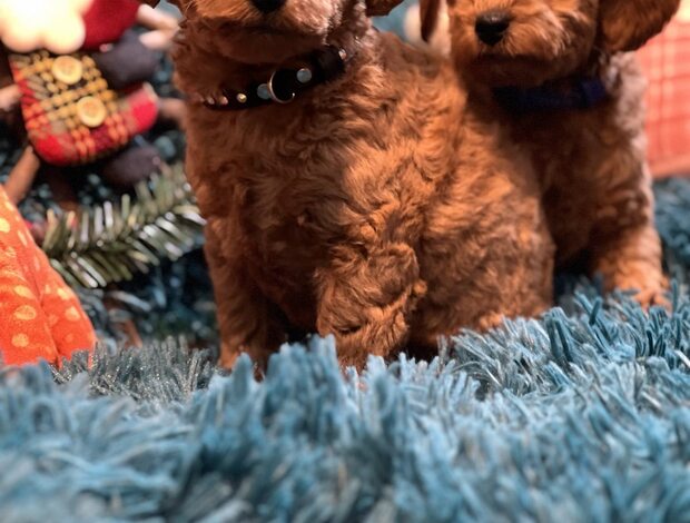Poodle Toy Poodle puppies