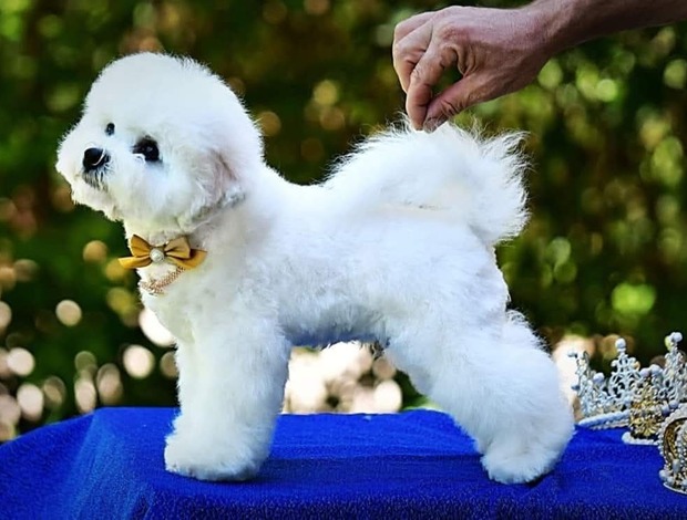 Bichon Frise Bichon Frise male puppy