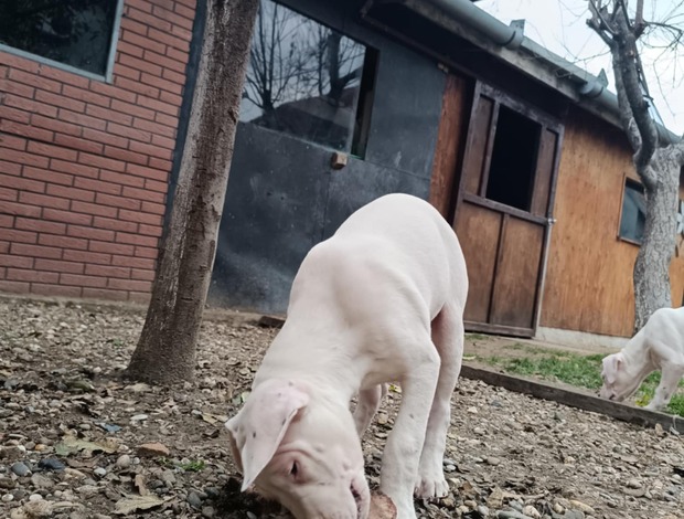 Dogo Argentino Dogo Argentino puppies