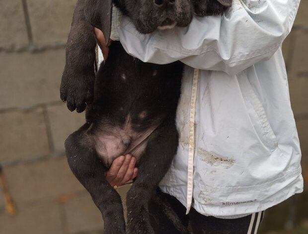 Other Bandog puppies for sale