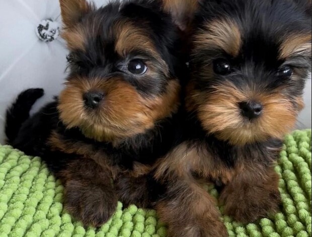 Yorkshire Terrier Christmass Charming Teacup Yorkie Pups for sale