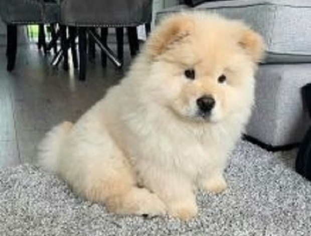 Chow Chow Cute and lovely Chow Chow puppies available