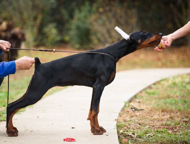 Doberman Pinscher Doberman puppies for sale